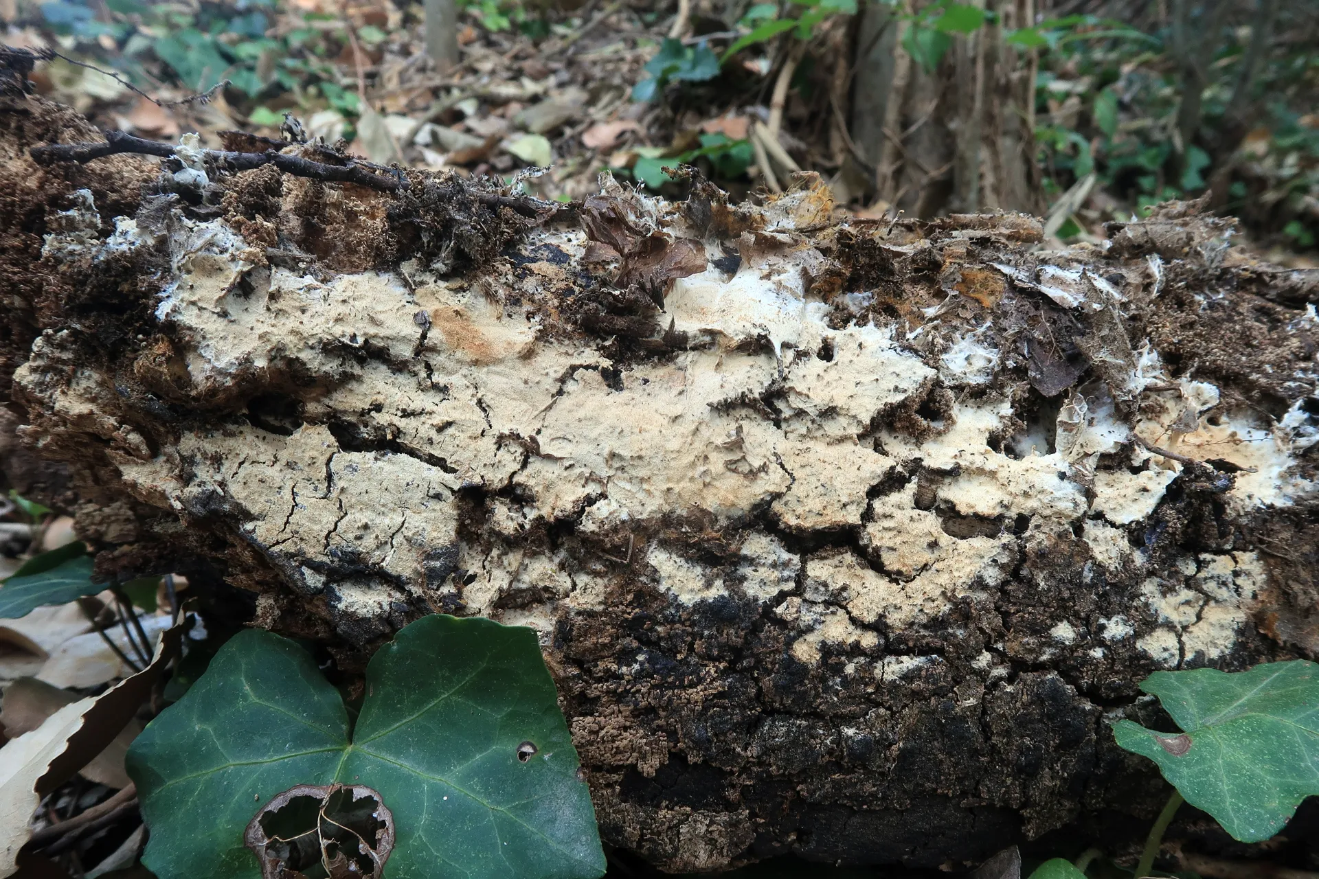 Mycoacia aurea - 1 - IMG_6145